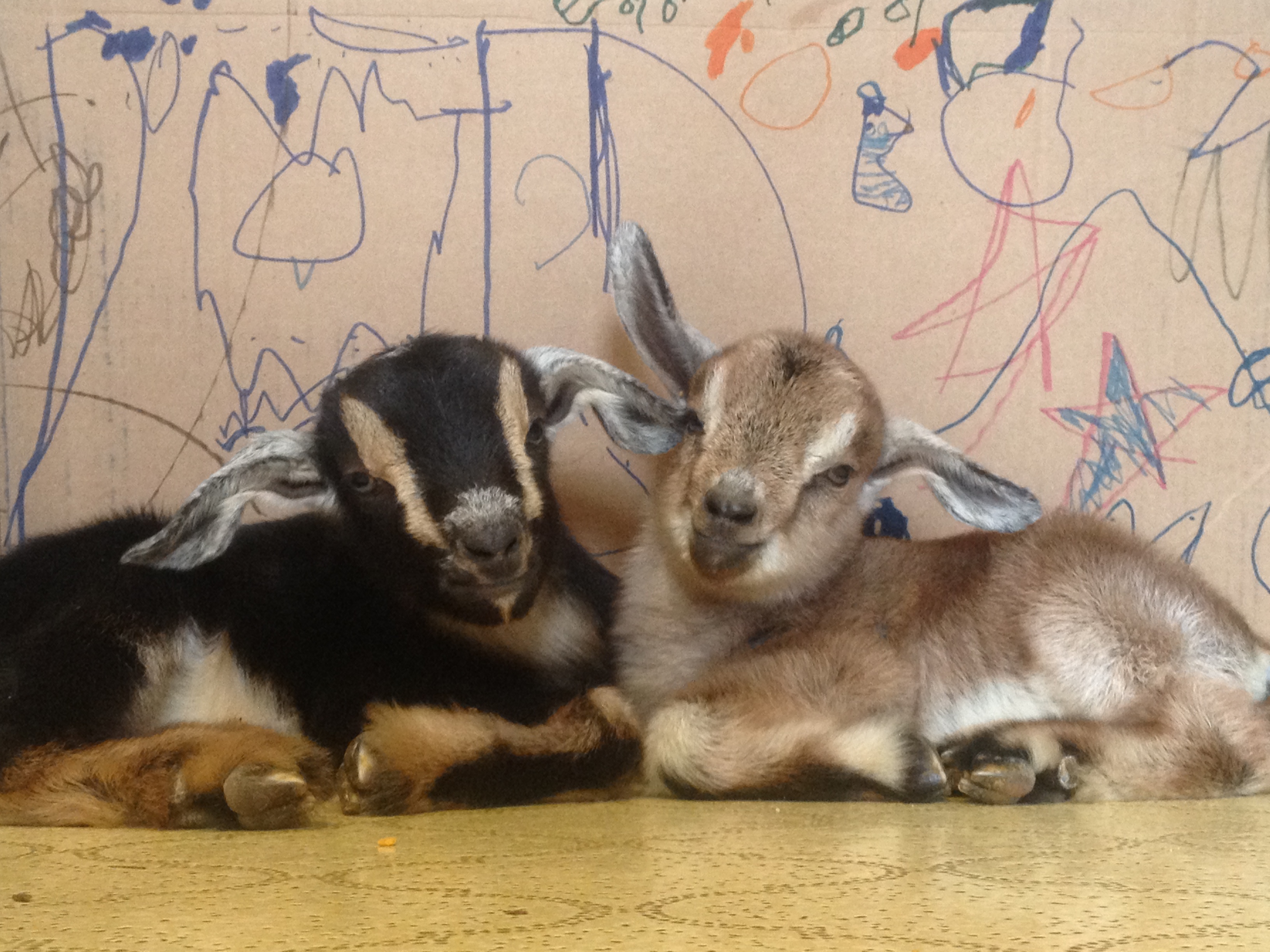 Counting down to goat kids…