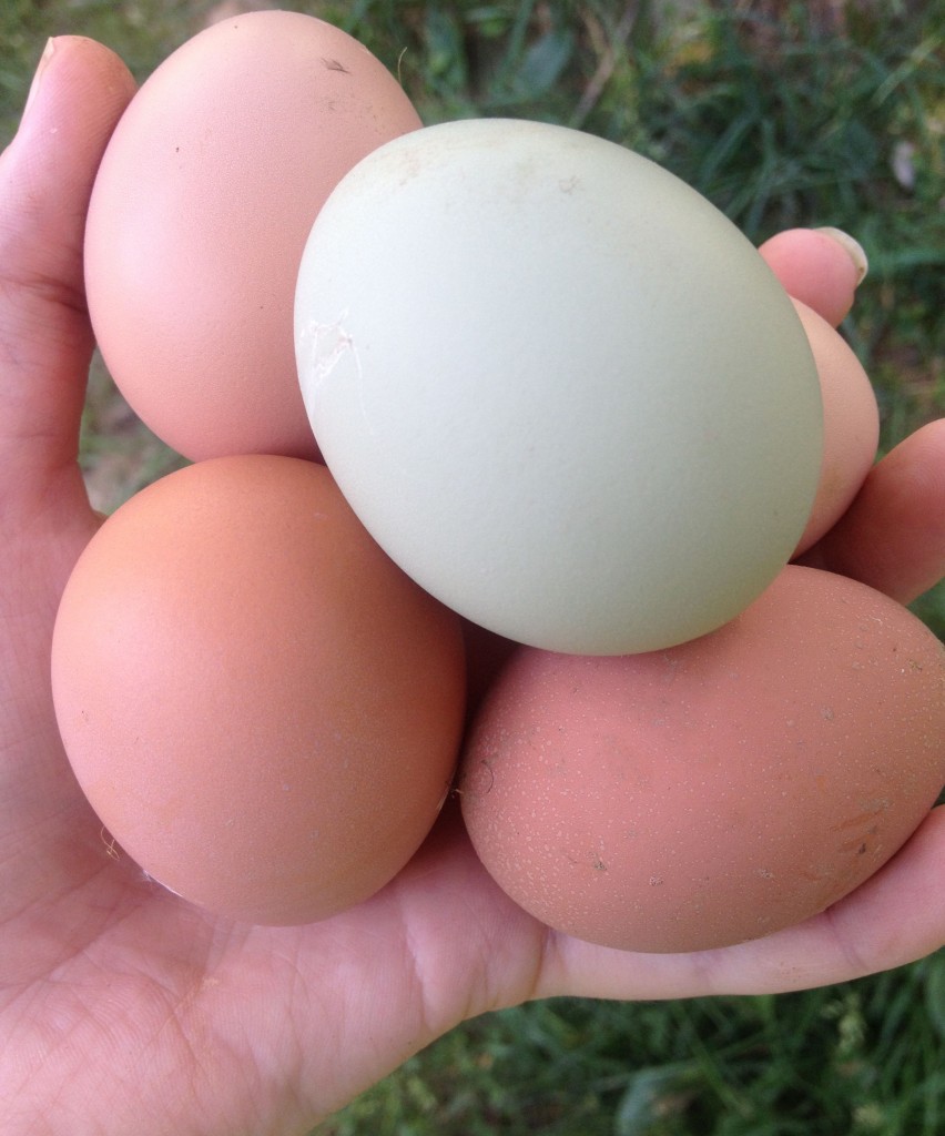 colorful-eggs-cropped