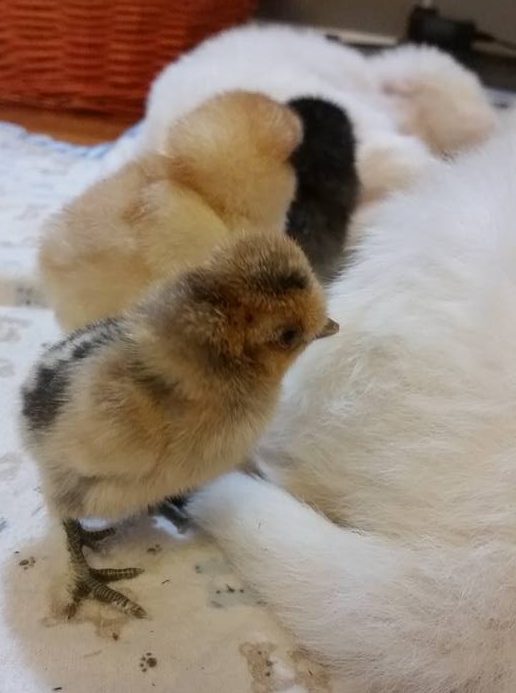 The incubator, house cat and chicks