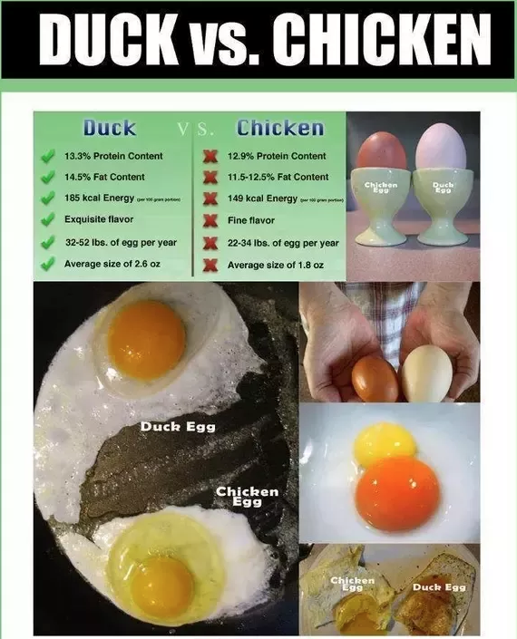 Duck egg comparison image.